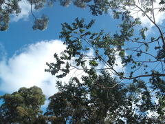 Eucalyptus crenulata