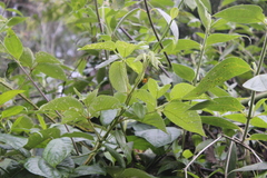 Rubus floribundus