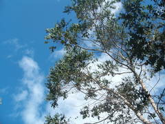 Eucalyptus crenulata