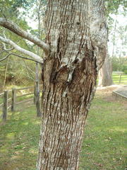 Eucalyptus crenulata