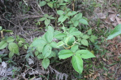 Rubus floribundus