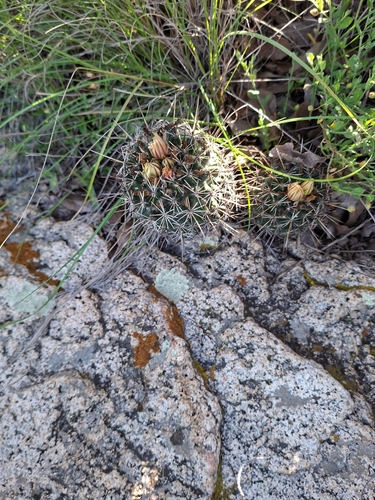 Coryphantha clavata