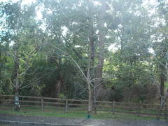 Eucalyptus crenulata