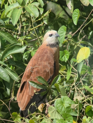Black-collared Hawk