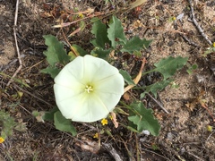 Calystegia subacaulis subacaulis