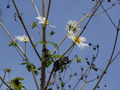 Montanoa grandiflora, photograph (c) Alexis López Hernández, some rights reserved (CC BY)