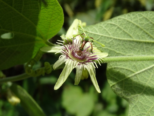 Passiflora sexflora, photograph 3