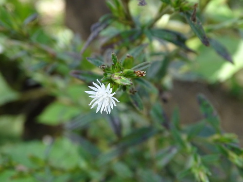 Pseudelephantopus spicatus, photograph 4