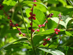 Monnina xalapensis, photograph (c) Alexis López Hernández, some rights reserved (CC BY)