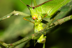 Melanophoxus brunneri