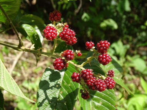 Rubus urticifolius