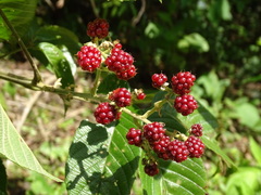 Rubus urticifolius