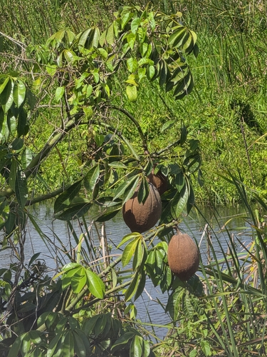 provision tree