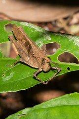 Colpolopha latipennis