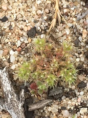 Chorizanthe minutiflora