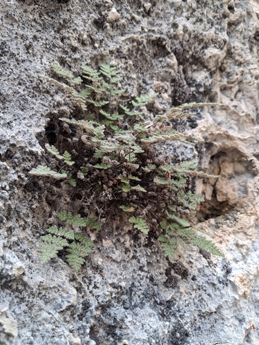 Fee's Lip Fern