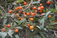 Solanum aturense