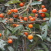 Solanum aturense - Photo (c) Juan José Botero, μερικά δικαιώματα διατηρούνται (CC BY-NC), uploaded by Juan José Botero