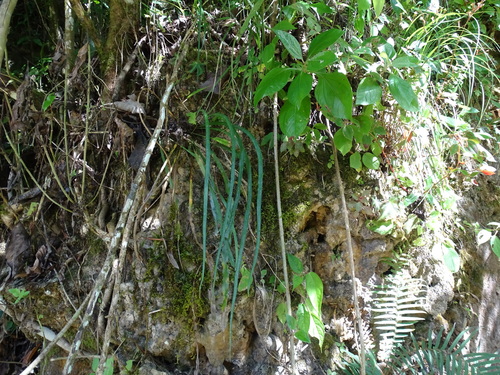 Campyloneurum angustifolium, photograph 6