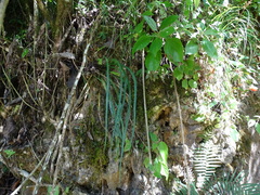 Campyloneurum angustifolium, photograph (c) Alexis López Hernández, some rights reserved (CC BY)
