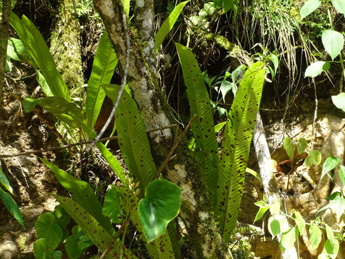 Niphidium crassifolium, photograph 2