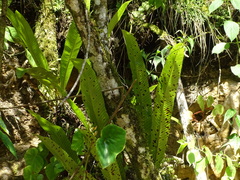 Niphidium crassifolium, photograph (c) Alexis López Hernández, some rights reserved (CC BY)