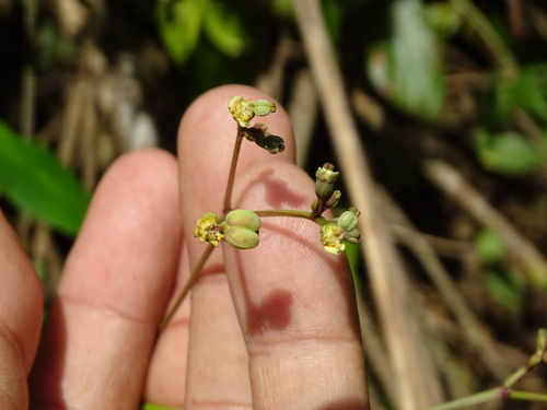 Euphorbia lancifolia