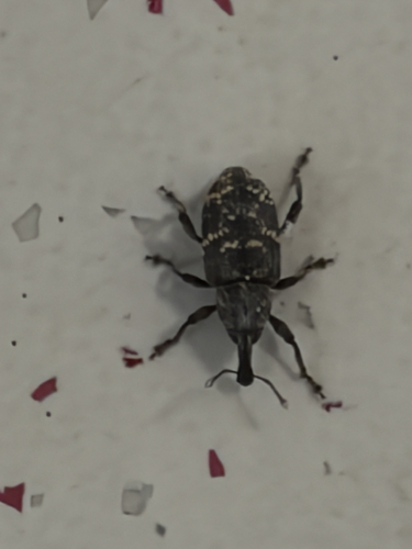 Large Pine Weevil
