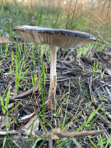 Oudemansiella gigaspora