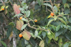 Solanum aturense