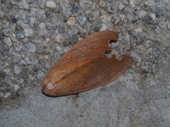 Euhampsonia formosana