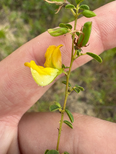 Rhynchosia cytisoides, photograph 6