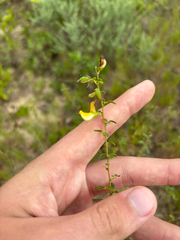 author not stated, no rights reserved Rhynchosia cytisoides, photograph author not stated, no rights reserved