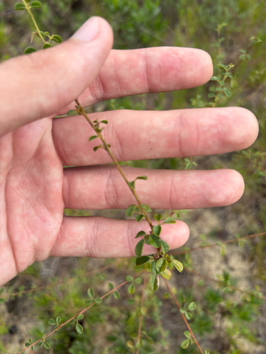 Rhynchosia cytisoides, photograph 5