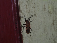 Physopelta quadriguttata