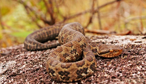Cerrophidion sasai