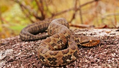 Costa Rica Montane Pitviper photo 2