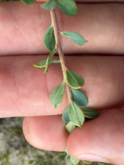 Vaccinium darrowii, photograph author not stated, no rights reserved