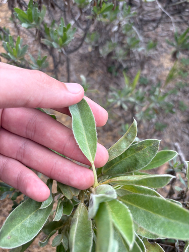Lupinus diffusus, photograph 3