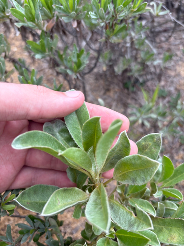 Lupinus diffusus, photograph 2