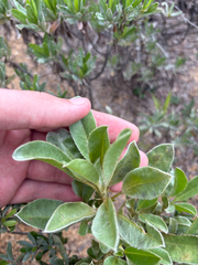 author not stated, no rights reserved Lupinus diffusus, photograph author not stated, no rights reserved