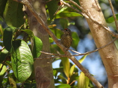 Picumnus exilis buffonii
