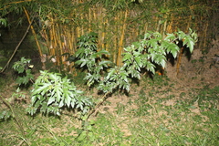 Solanum stellatiglandulosum