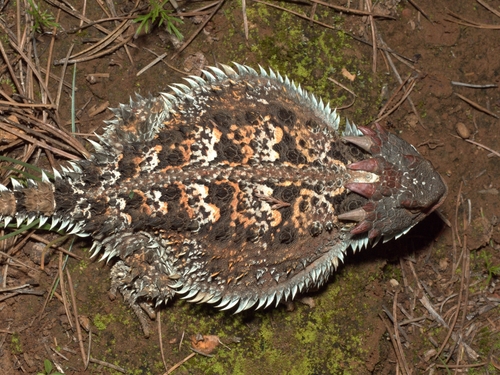 Mountain Horned Lizard, Phrynosoma orbiculare