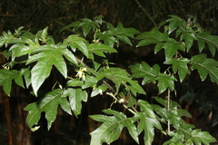 Solanum stellatiglandulosum