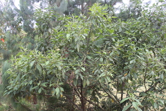 Tournefortia scabrida