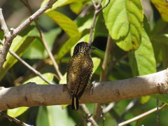 Picumnus exilis buffonii