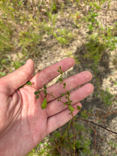 Rhynchosia cytisoides, photograph 2