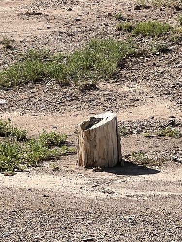 Spotted Ground Squirrel