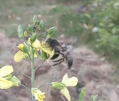 Xylocopa tabaniformis androleuca